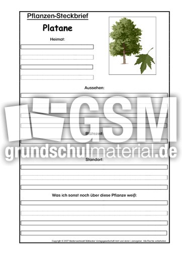 Pflanzensteckbrief-Platane.pdf